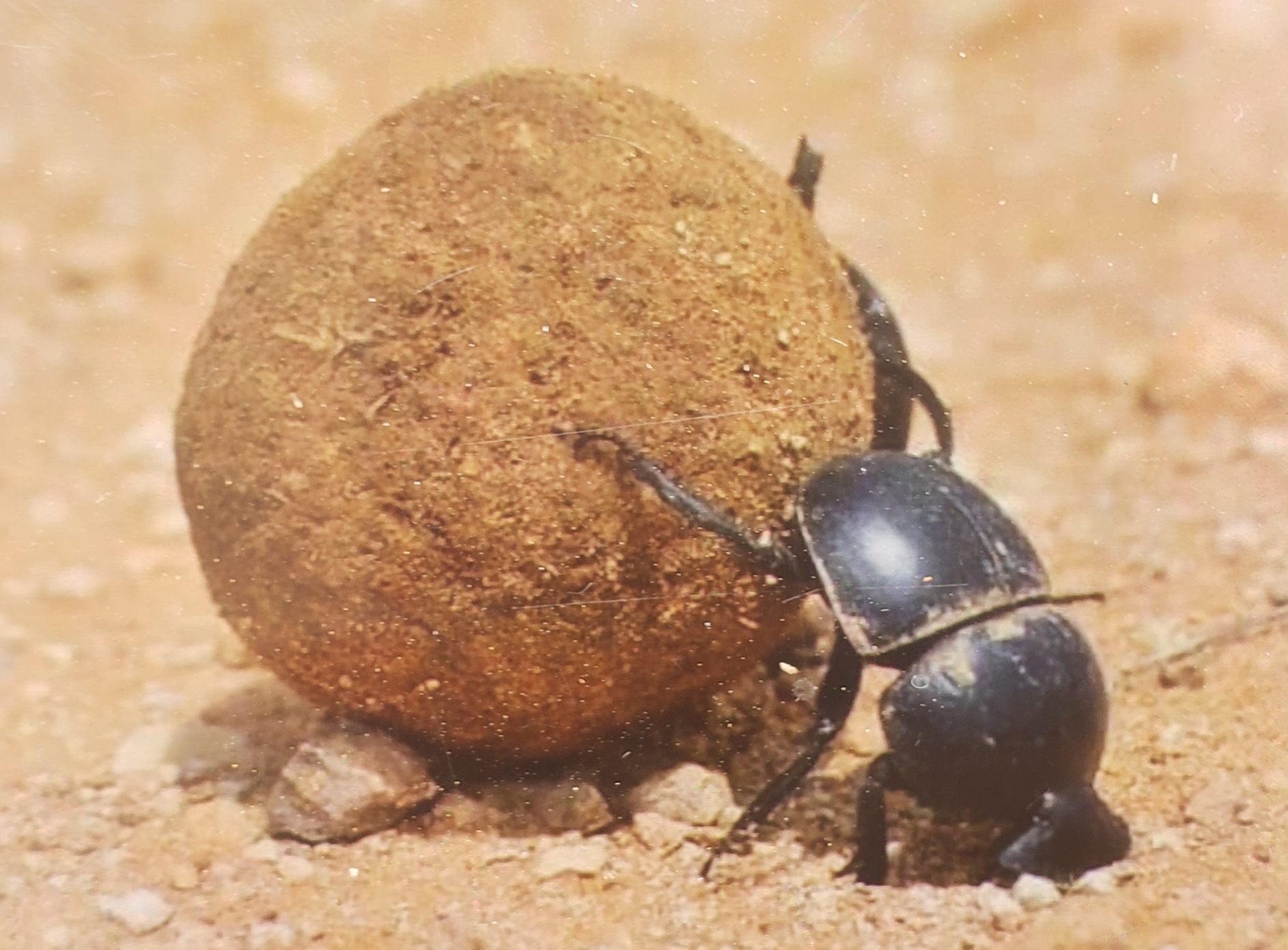 The Evolutionary Genius Behind Dung Dwelling (image credits: wikimedia)