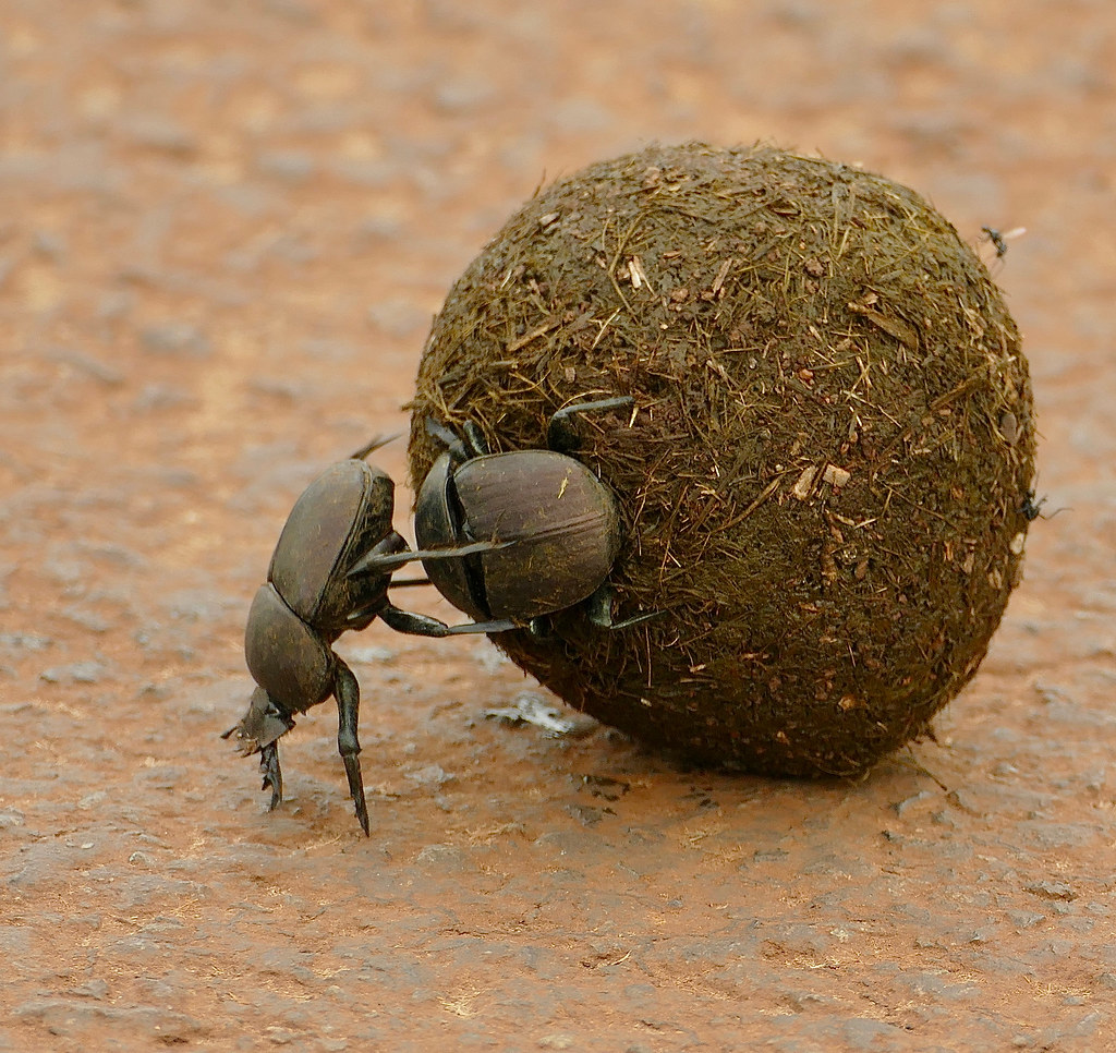 Dung Beetles: The Master Architects (image credits: flickr)
