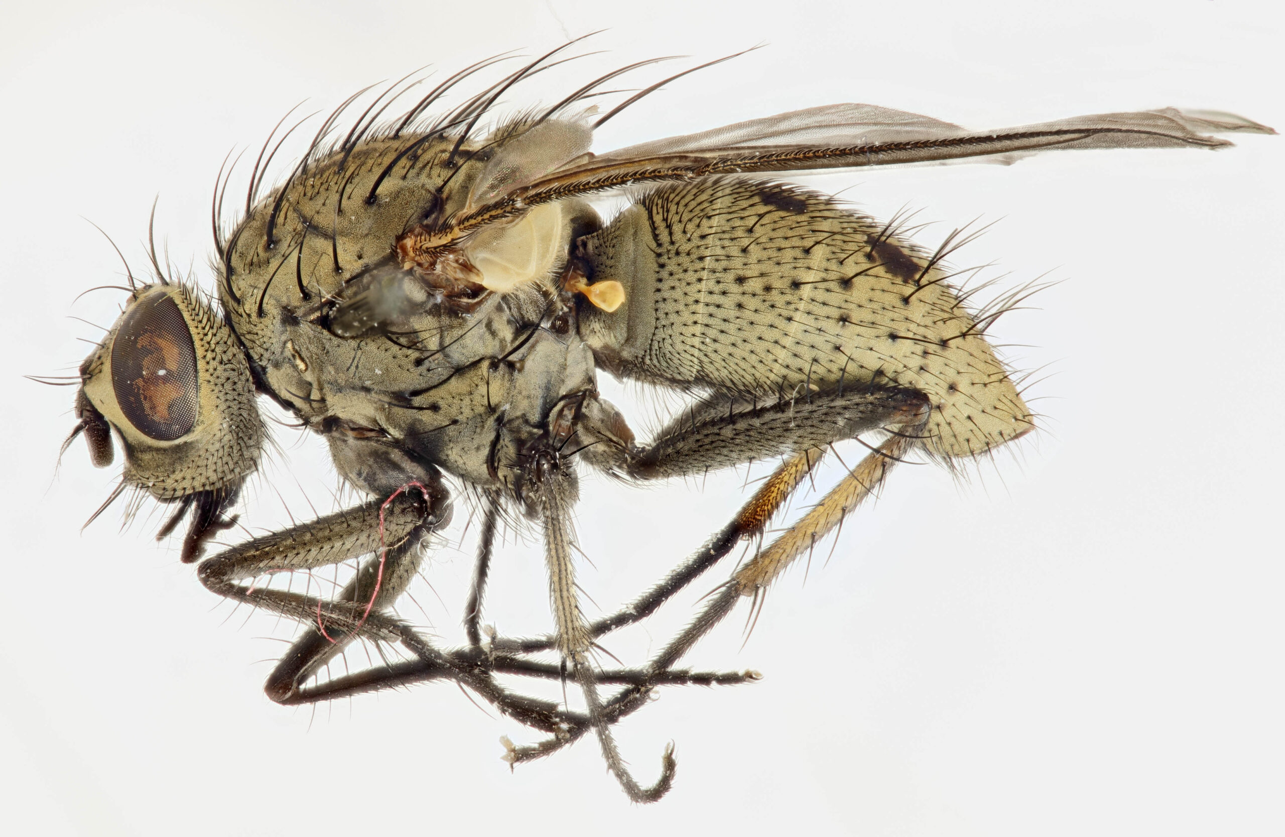 The Fascinating World of Dung Fly Larvae (image credits: wikimedia)