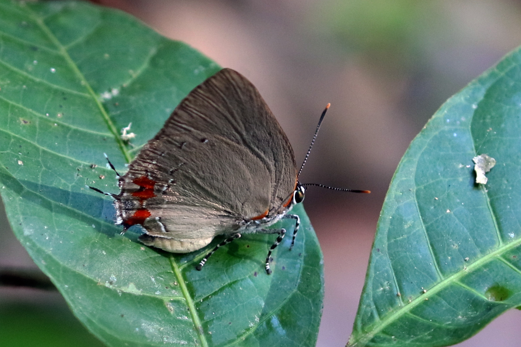 Butterfly and Moth Species with Unusual Tastes (image credits: Own work, from Sharp Photography, sharpphotography, CC BY-SA 4.0, https://commons.wikimedia.org/w/index.php?curid=44503415)