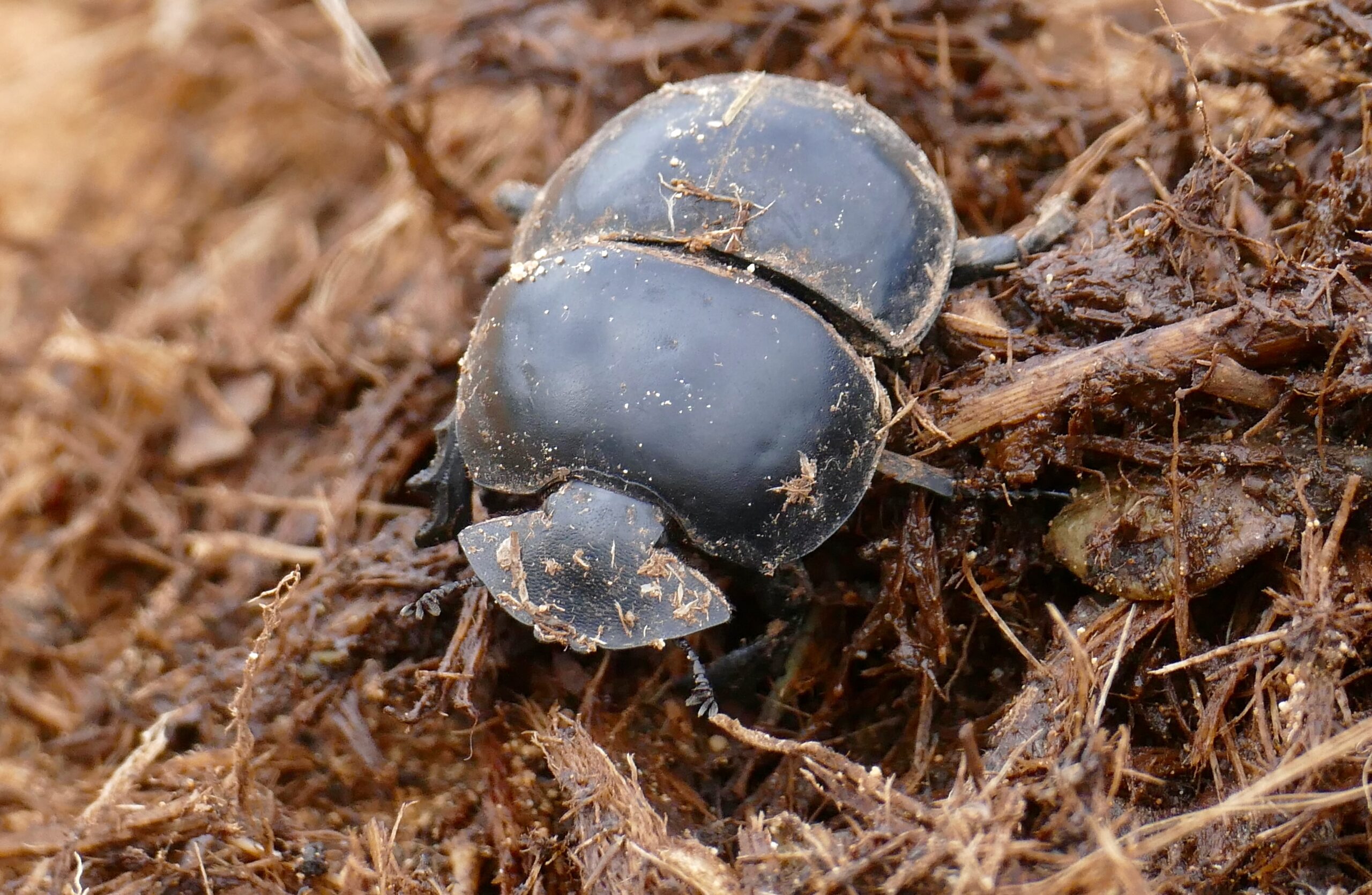 The Chemistry of Dung: Why It's Perfect for Pupation (image credits: wikimedia)