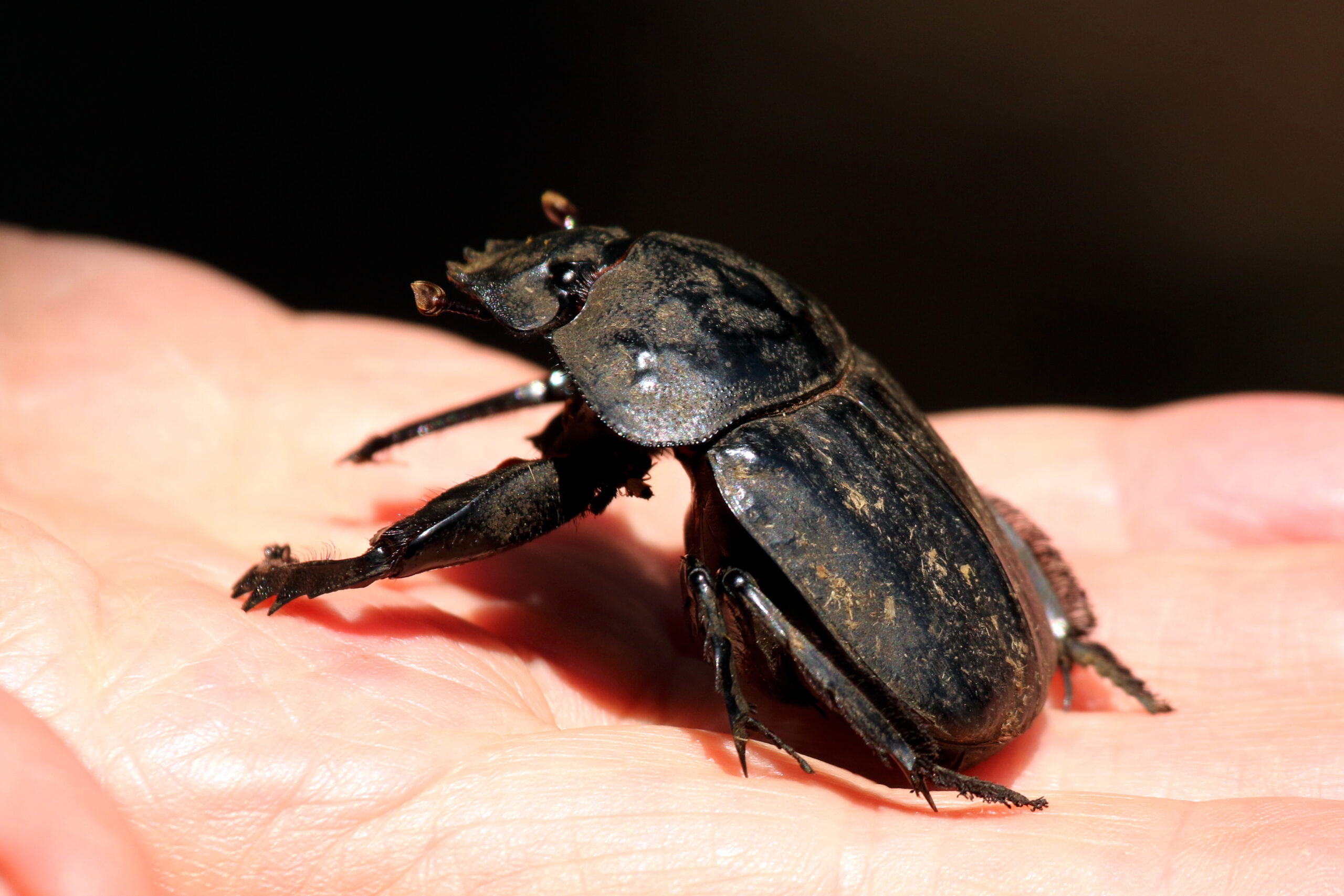 Different Dung Types and Their Insect Specialists (image credits: wikimedia)