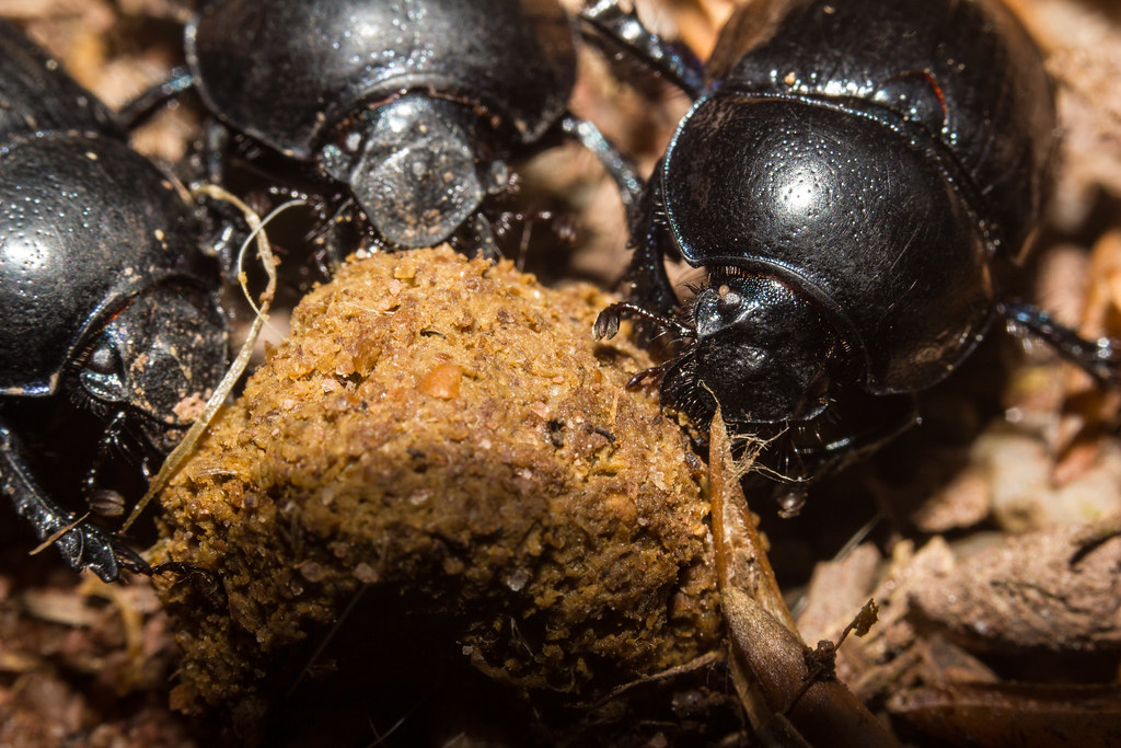 The Future of Dung-Dwelling Insects (image credits: flickr)