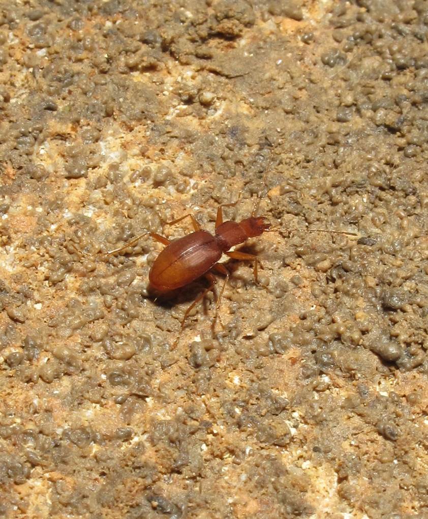 The World of Eternal Darkness (image credits: Coleman Cave beetle. Credit Alan Cressler, CC BY 2.0, https://commons.wikimedia.org/w/index.php?curid=45513302)