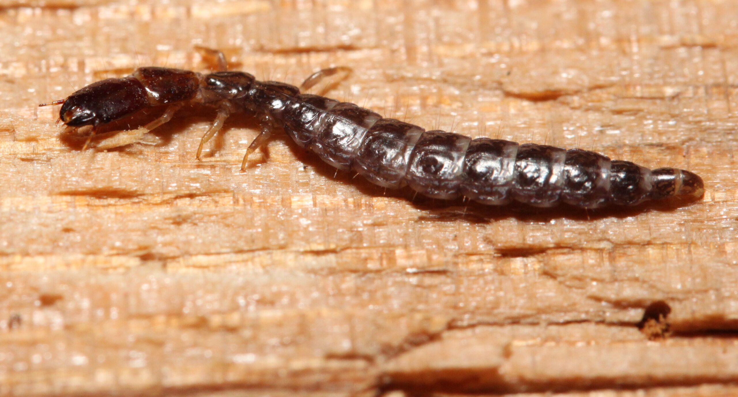 Survival Against All Odds (image credits: wikimedia)