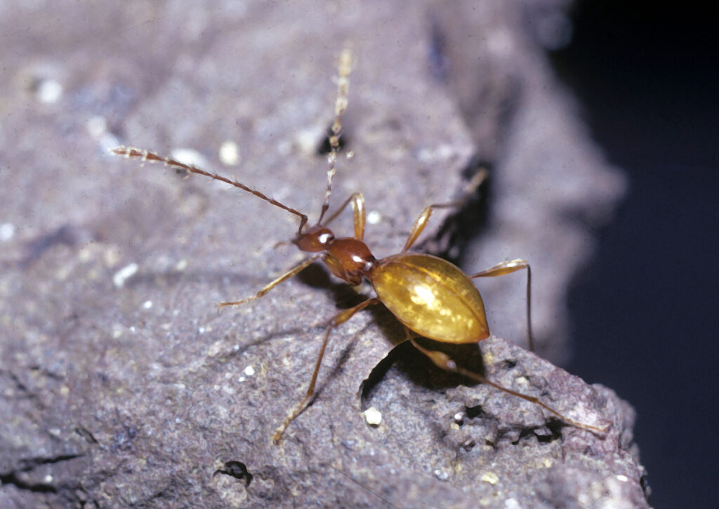 The Insect That Lives in Pitch-Black Caves and Has No Eyes