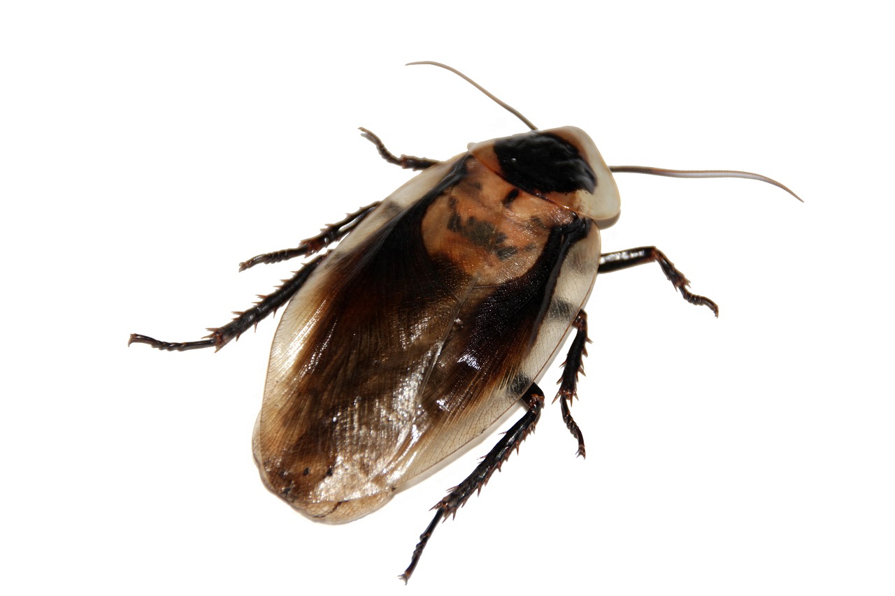 The Science Behind Cockroach