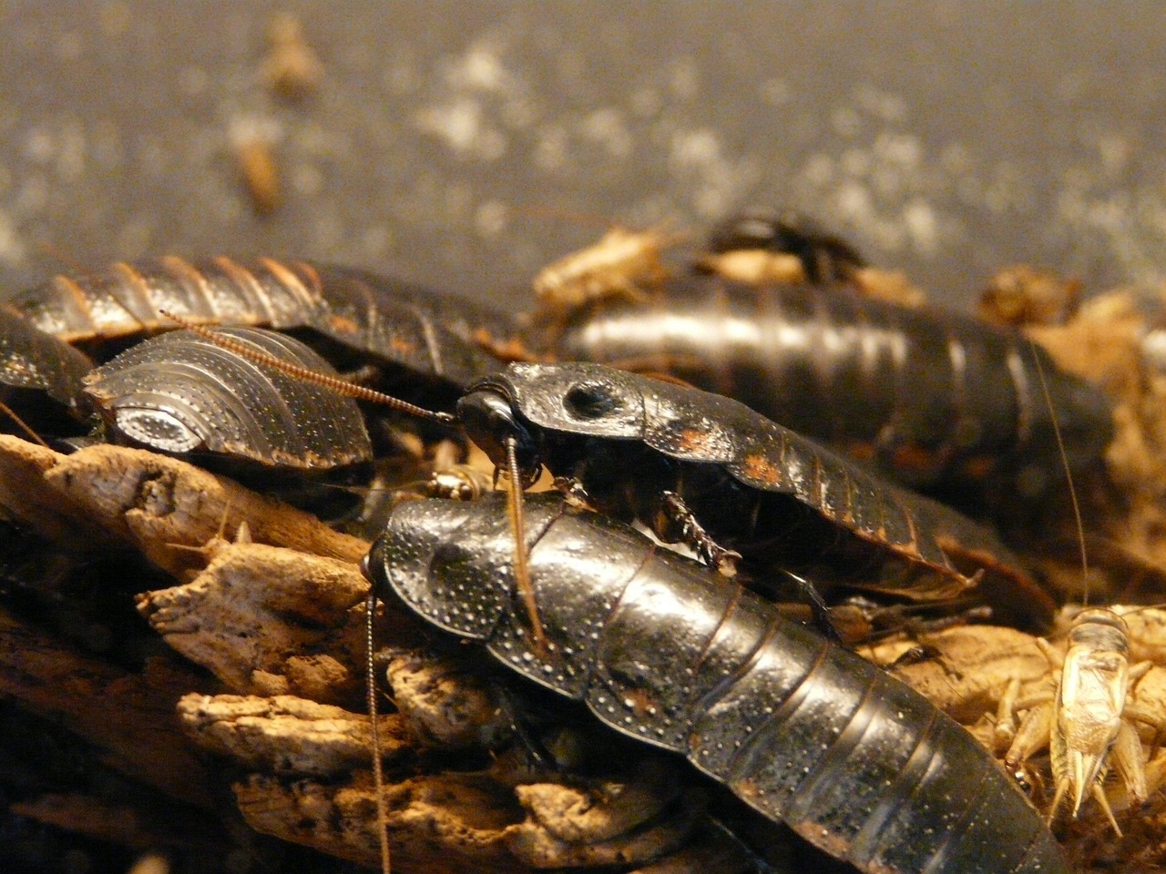 Comparing Insect and Mammalian Nursing (image credits: pixabay)