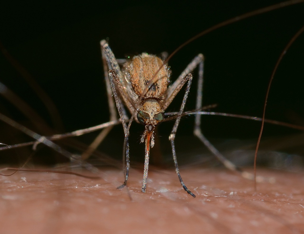 From Disease Vector to Vaccine Delivery System (image credits: pixabay)