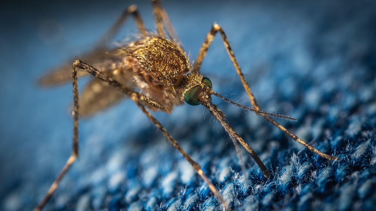 Revolutionary Malaria Vaccine Delivery Trials (image credits: pixabay)