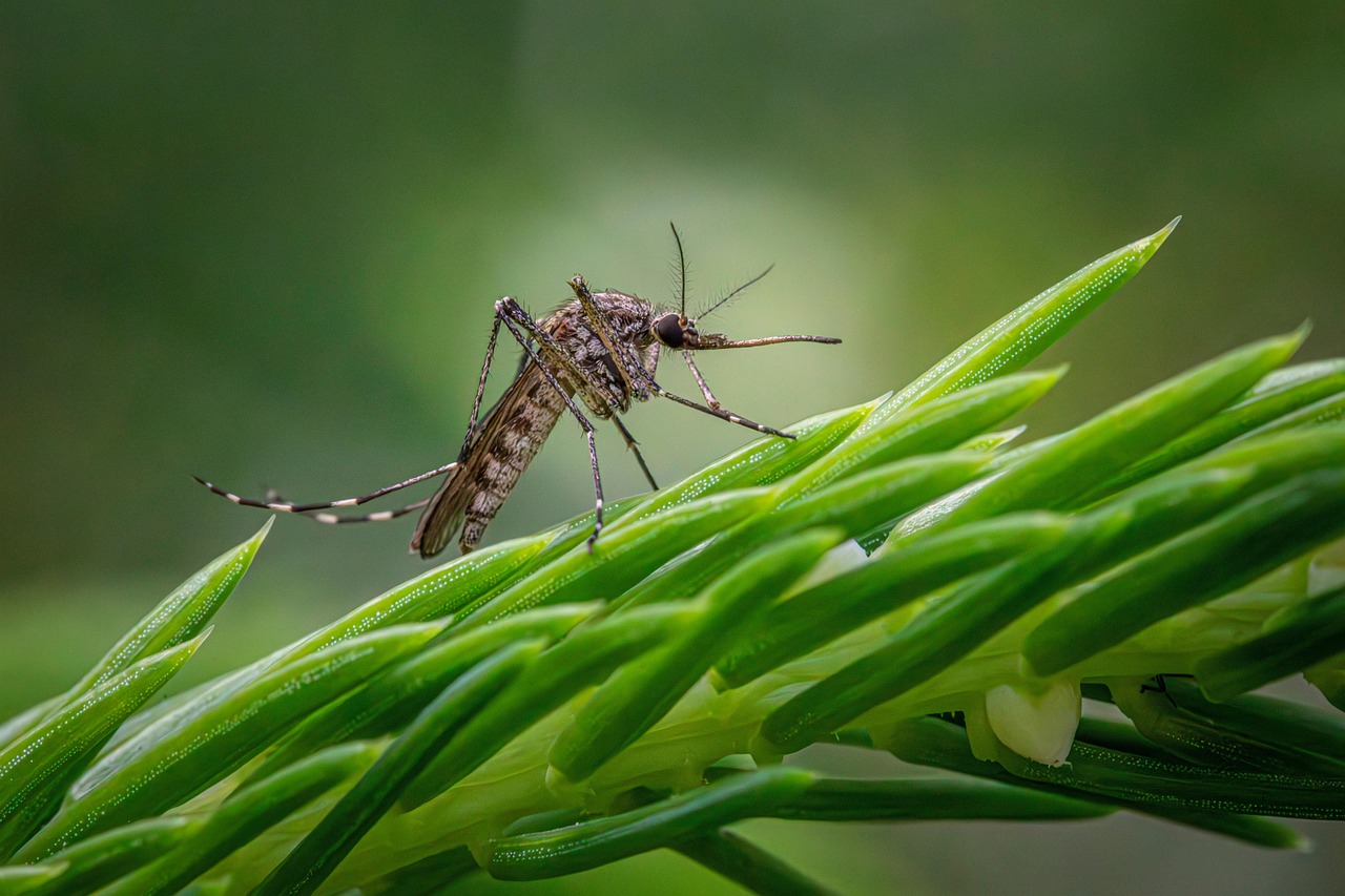 Environmental and Ecological Considerations (image credits: pixabay)
