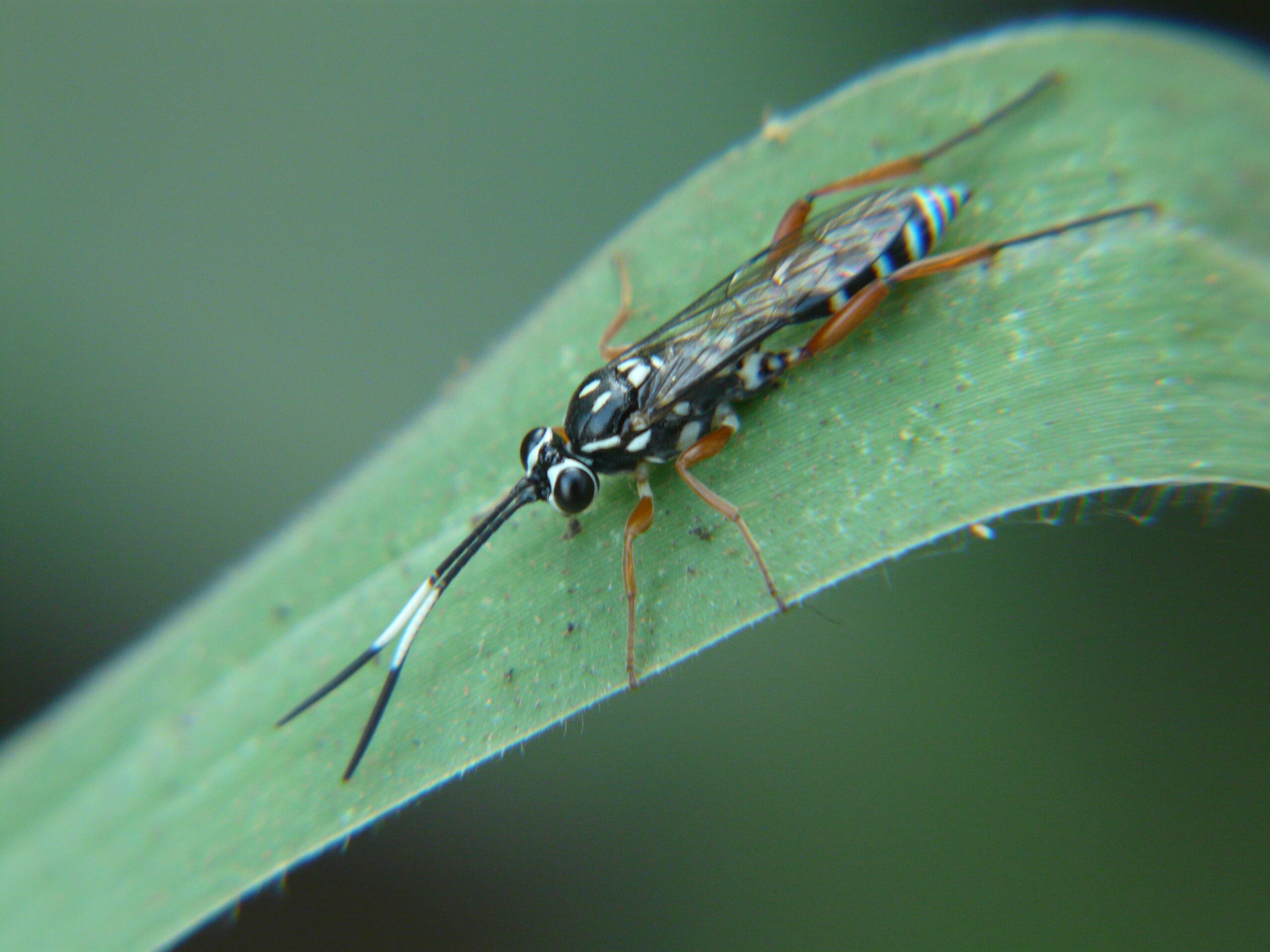 Different Species, Different Nightmares (image credits: wikimedia)
