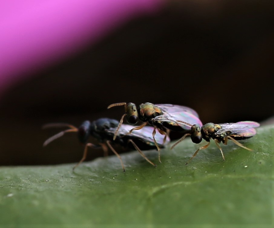 Evolutionary Arms Race in Miniature (image credits: flickr)