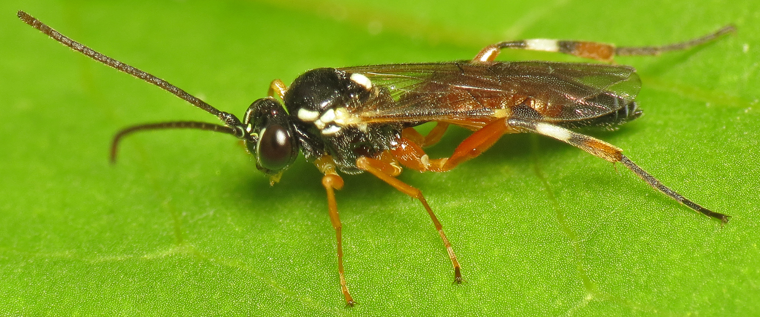 Size Matters in the Parasite World (image credits: wikimedia)