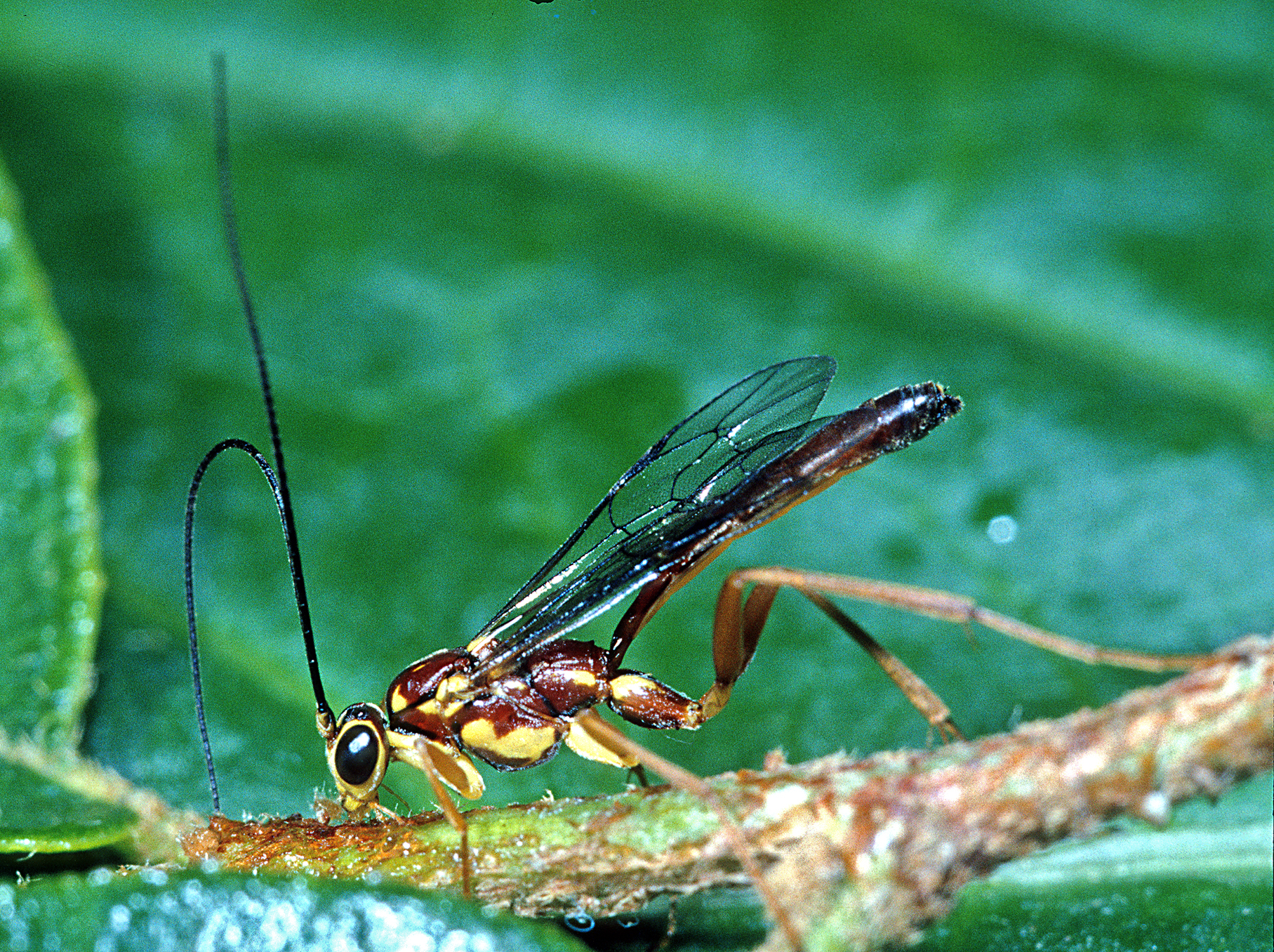 The Global Impact of Parasitoid Wasps (image credits: wikimedia)