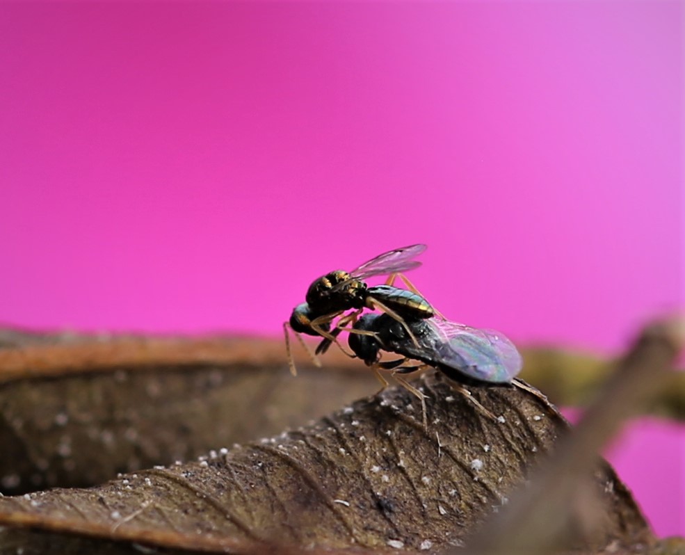 Research and Future Discoveries (image credits: flickr)