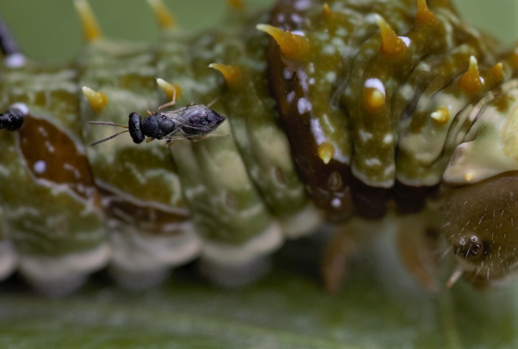 Conservation and Human Interaction (image credits: flickr)
