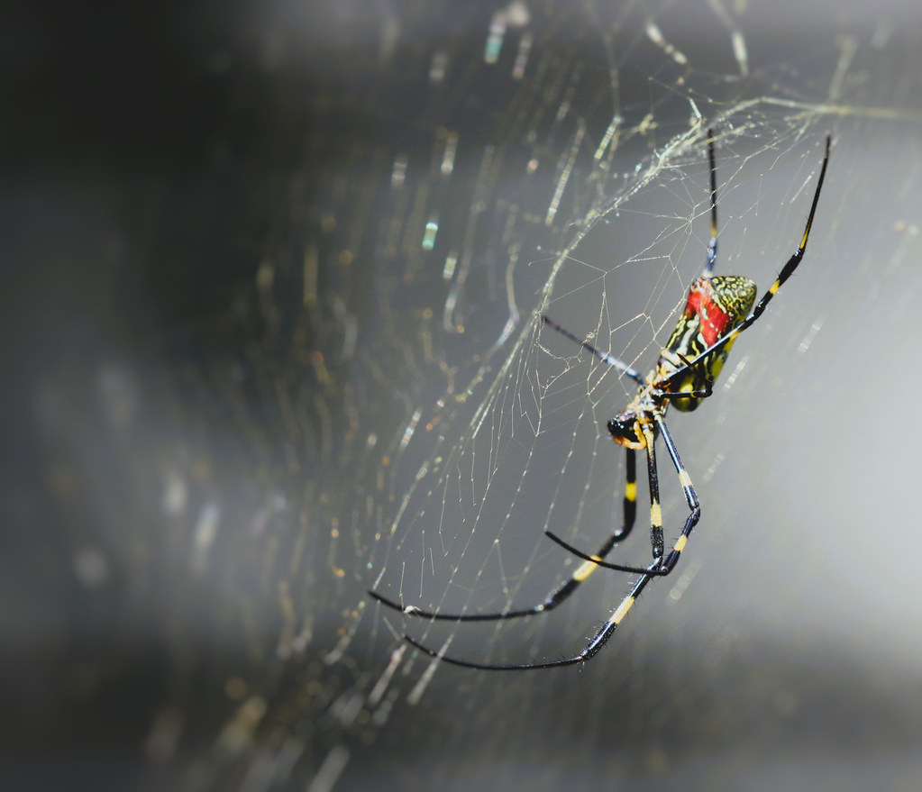 Web Architecture That Defies Traditional Spider Engineering (image credits: flickr)