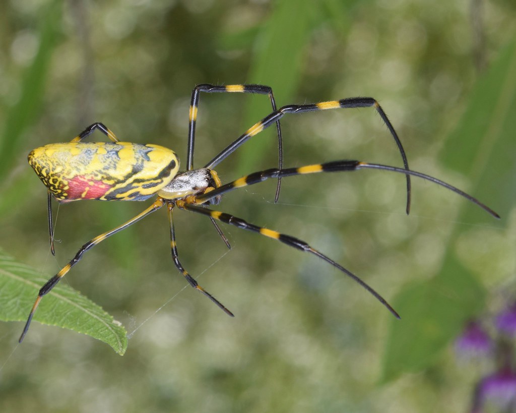 Prey Preferences and Hunting Strategies (image credits: flickr)