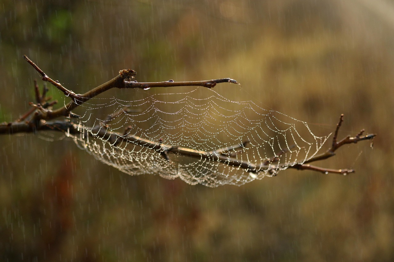 Environmental Tolerance and Climate Adaptation (image credits: pixabay)