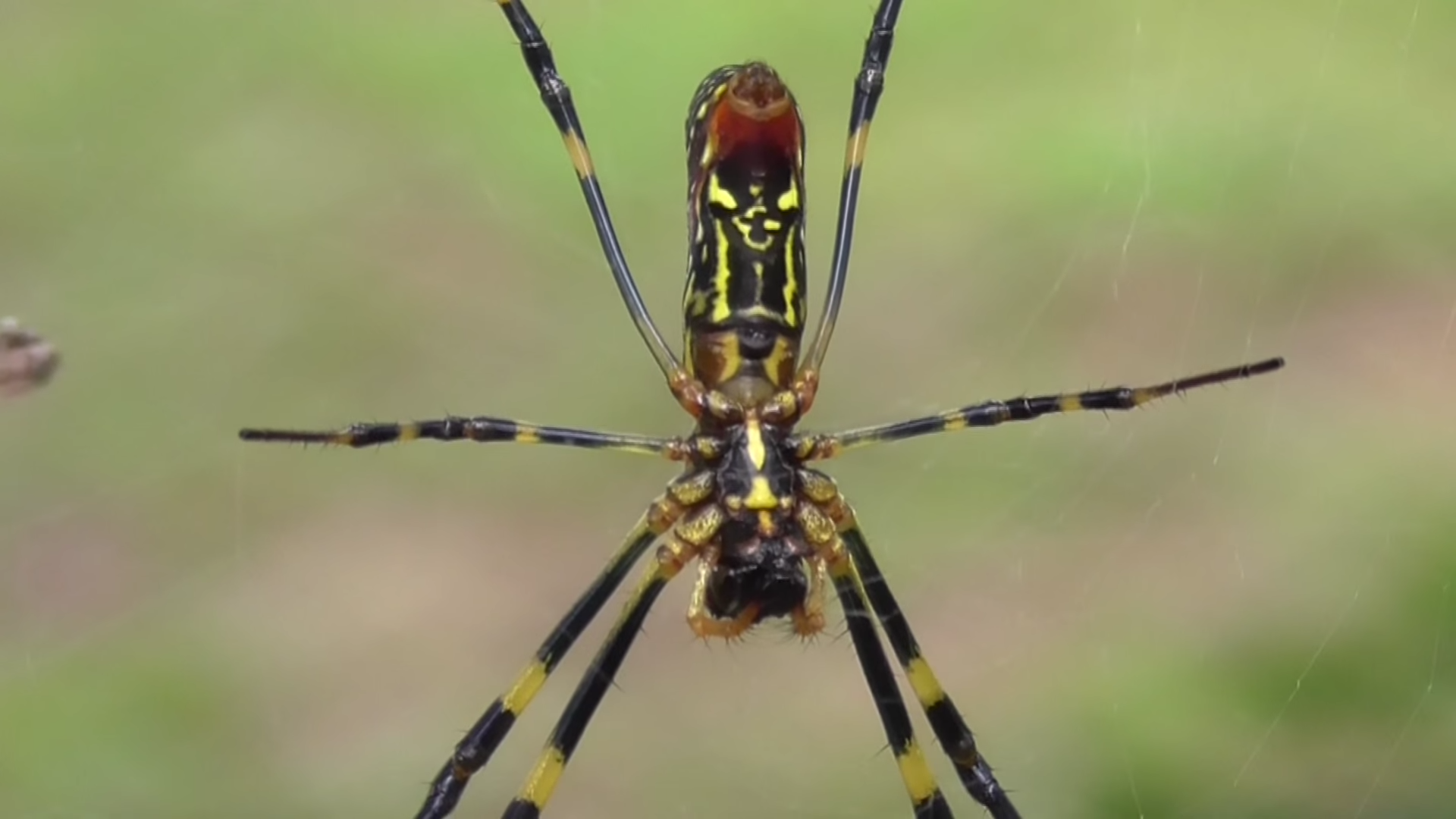 Management Strategies and Control Options (image credits: By The Nature Box, CC BY-SA 4.0, https://commons.wikimedia.org/w/index.php?curid=51255817)