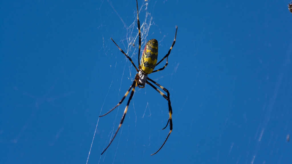 Potential Benefits and Ecosystem Services (image credits: flickr)