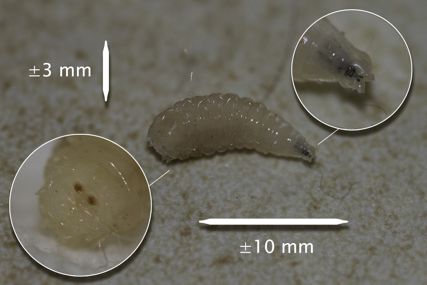 The Science Behind the Squirm (image credits: By CedricDW, CC BY-SA 3.0, https://commons.wikimedia.org/w/index.php?curid=27248420)