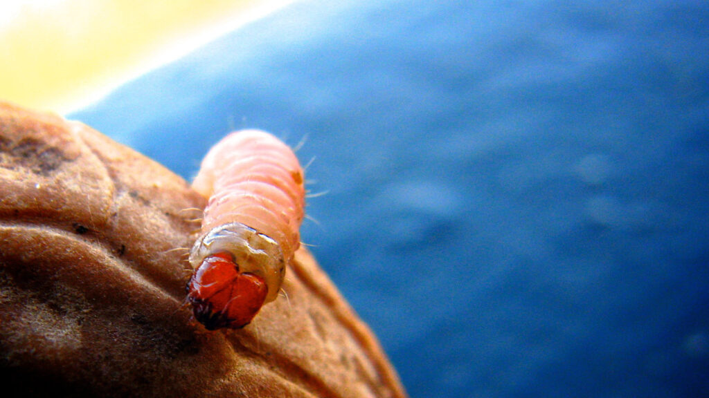 A maggot on a walnut