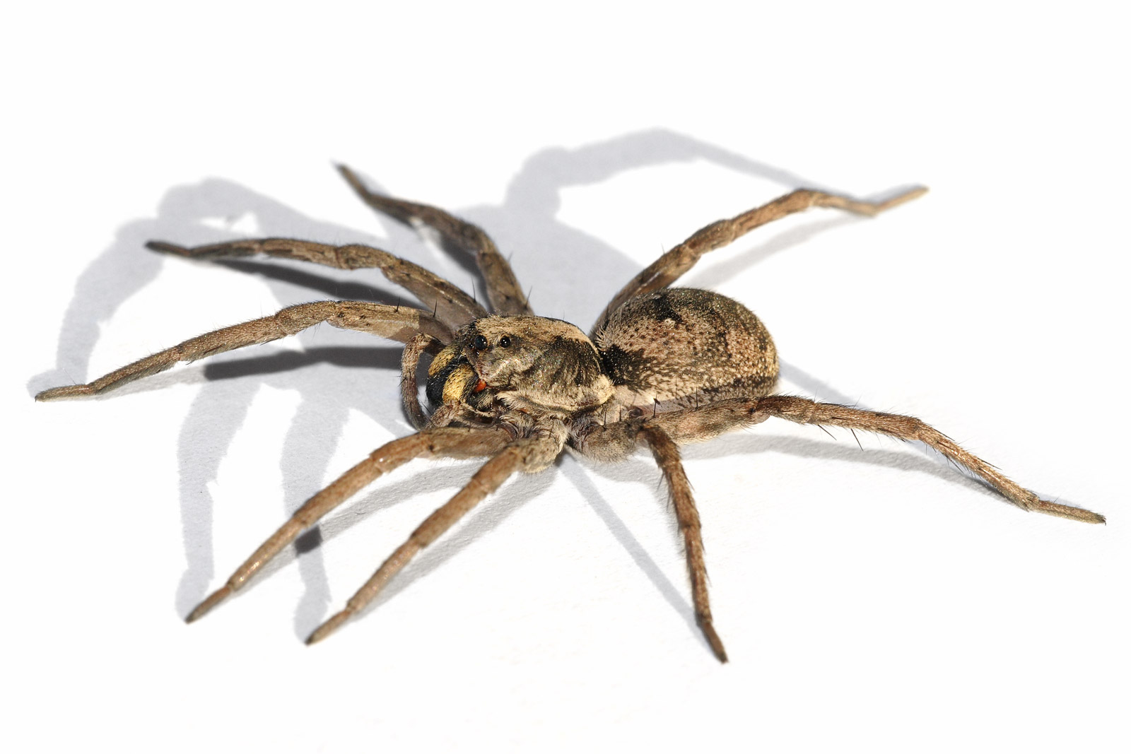 The Wolf in Spider's Clothing - Wolf Spider (image credits: wikimedia)