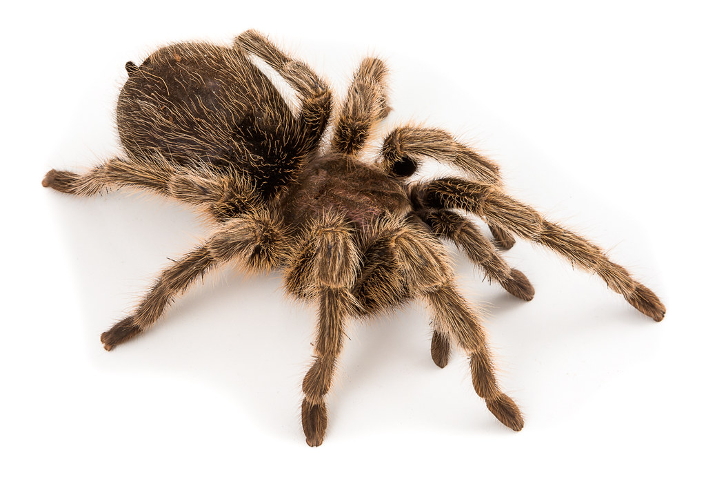 The Hairy Horror - Tarantula (image credits: flickr)