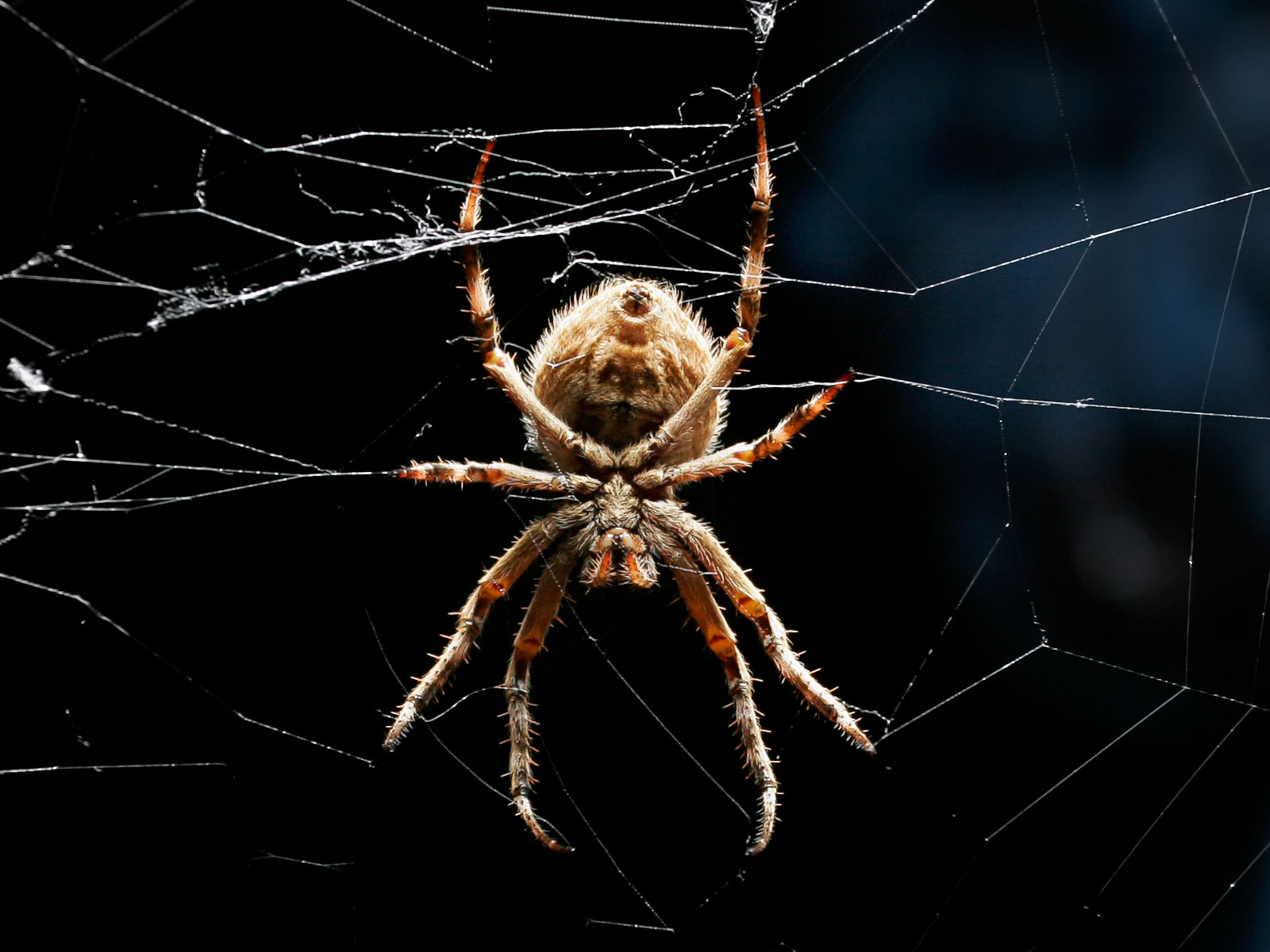 The Orb Weaver's Intimidating Presence (image credits: wikimedia)
