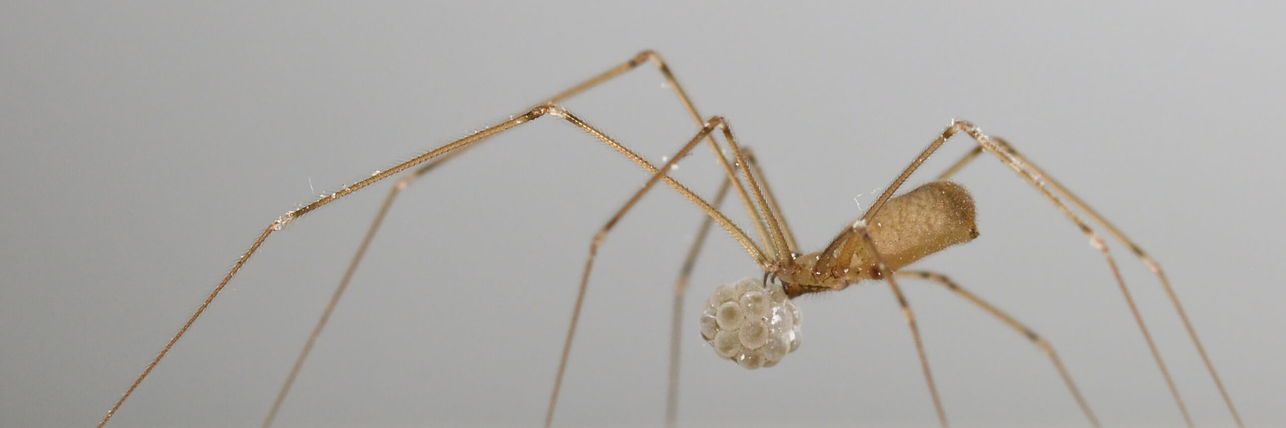 The Cellar Spider's Spindly Terror (image credits: wikimedia)