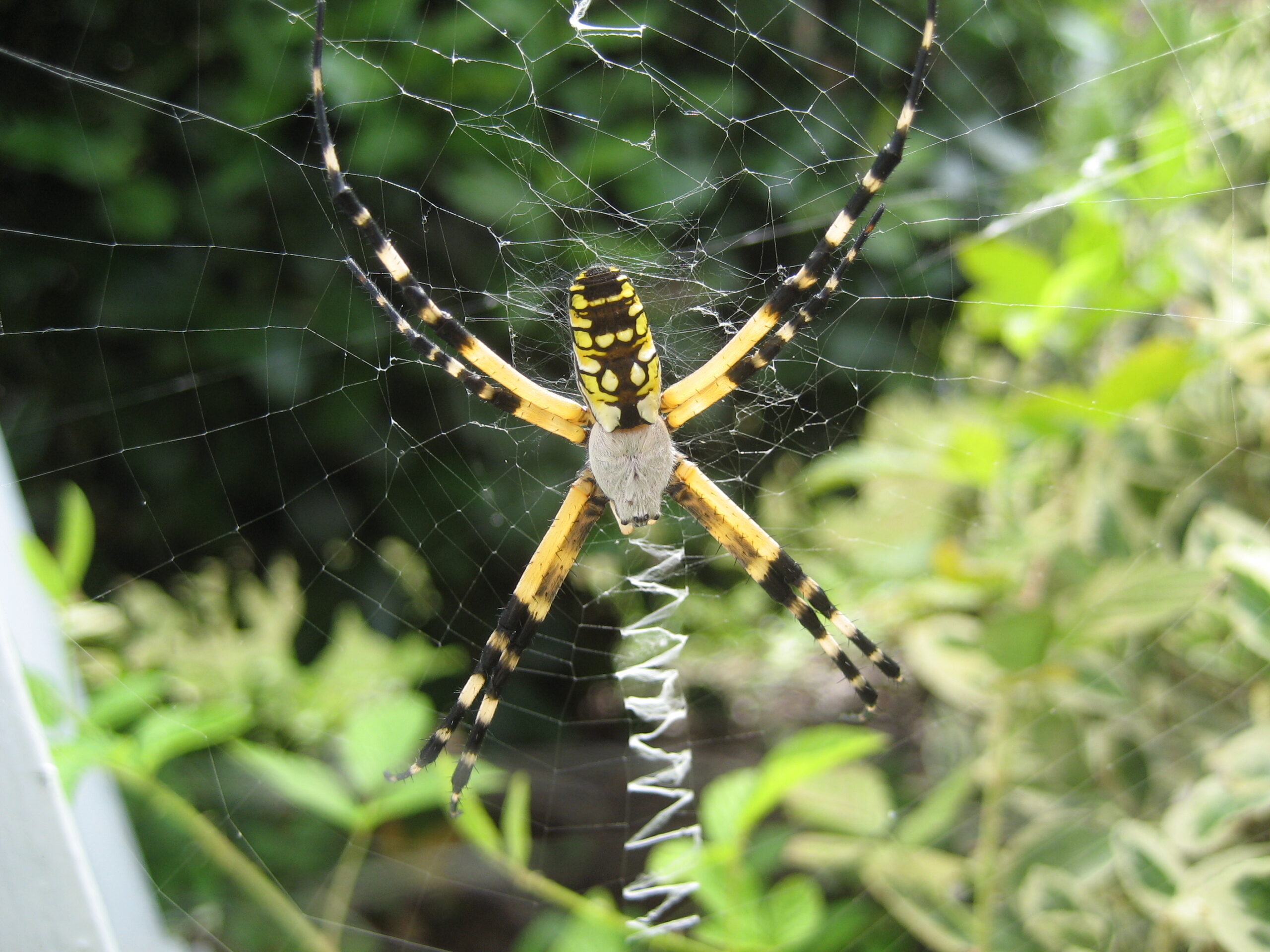 The Garden Spider's Gothic Grandeur (image credits: wikimedia)