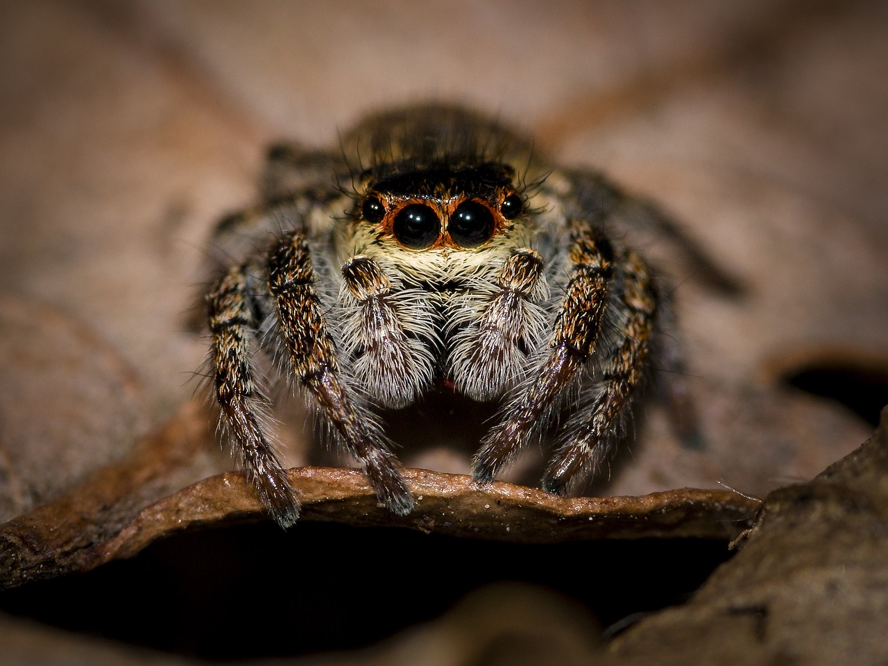 Understanding Spider Behavior and Fear (image credits: pixabay)