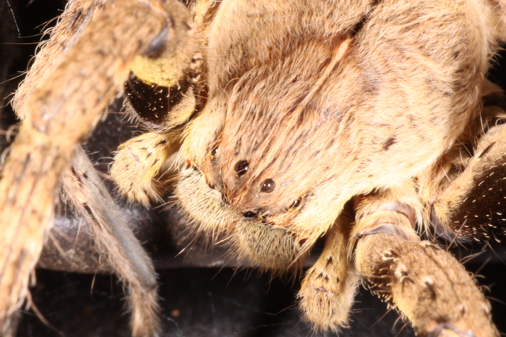 The Ecological Benefits of Harmless Spiders (image credits: wikimedia)