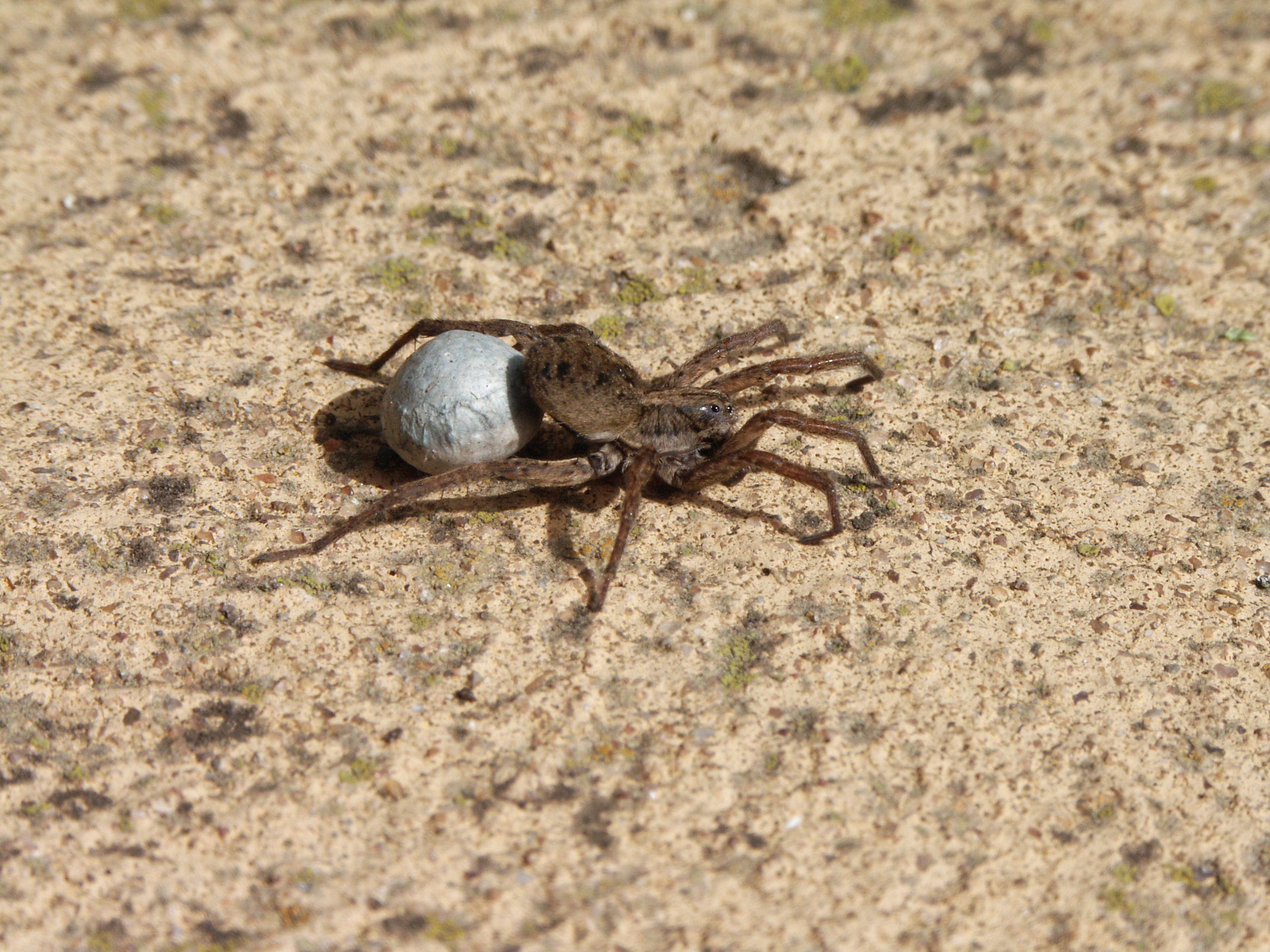 The Spider's Side of the Story (image credits: wikimedia)
