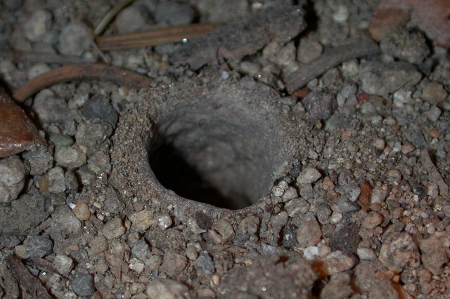 The Ripple Effects on Ecosystem Balance (image credits: By Marshal Hedin, CC BY-SA 2.5, https://commons.wikimedia.org/w/index.php?curid=1040775)