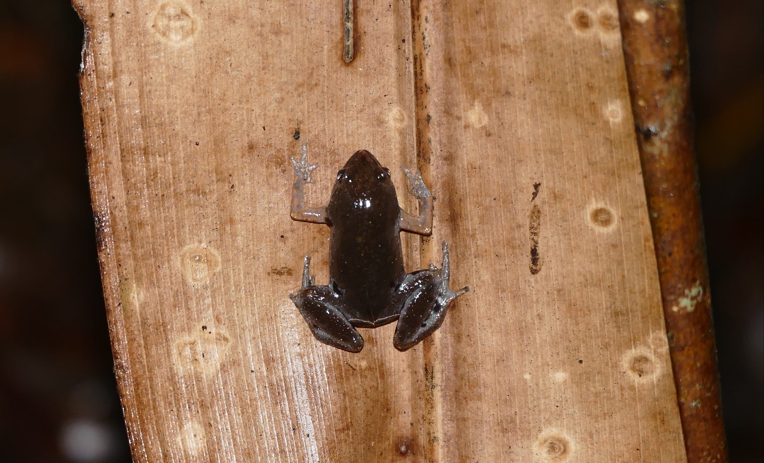 The Future of This Ancient Alliance (image credits: Microhylid Frog (Chiasmocleis shudikarensis), CC BY-SA 2.0, https://commons.wikimedia.org/w/index.php?curid=64801088)
