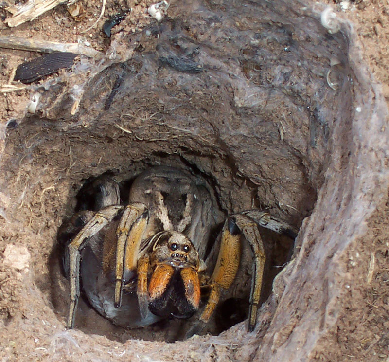 Burrow Buddies: How Mini Frogs Protect Spider Eggs from Pests