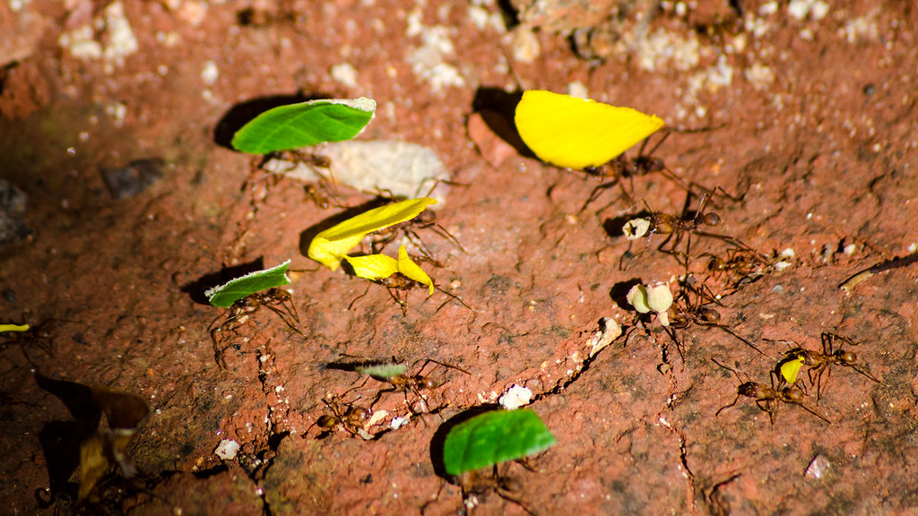The Incredible Journey of Leaf Collection (image credits: flickr)