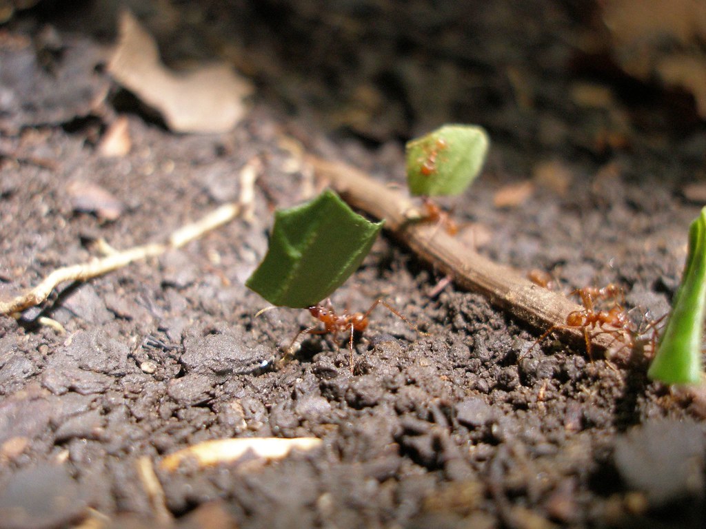 The Underground Fungal Gardens (image credits: flickr)