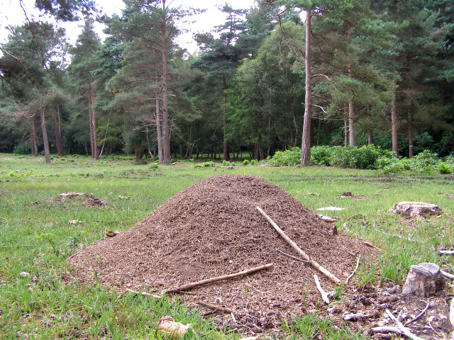 Ecosystem Engineers of the Forest (image credits: wikimedia)