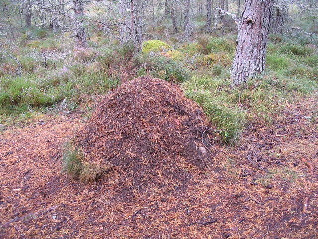Geographic Distribution and Habitat Preferences (image credits: wikimedia)