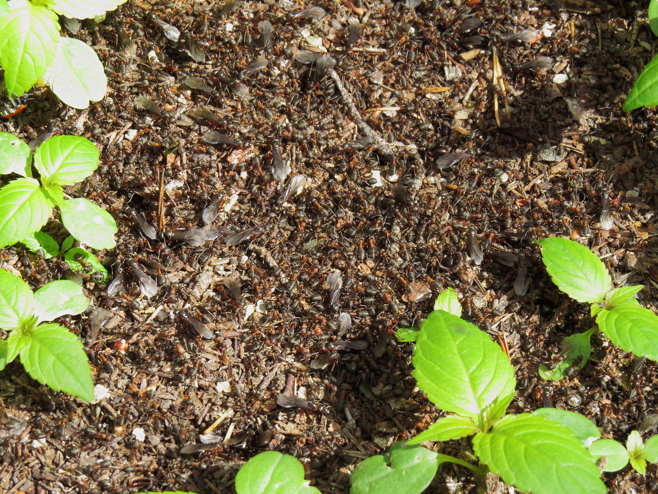 Reproduction and Colony Growth (image credits: wikimedia)