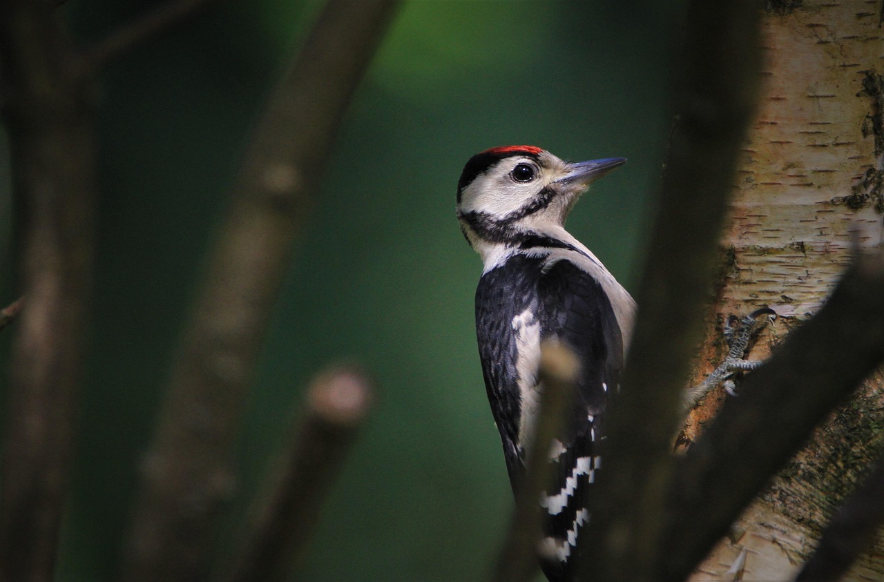 Predators and Natural Enemies (image credits: pixabay)