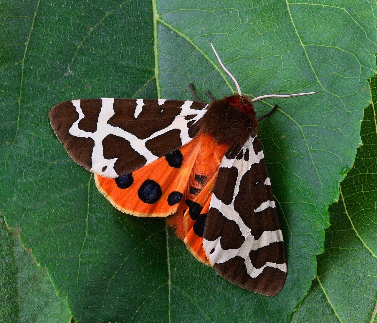 Meet the Master of Deception: The Tiger Moth (image credits: pixabay)