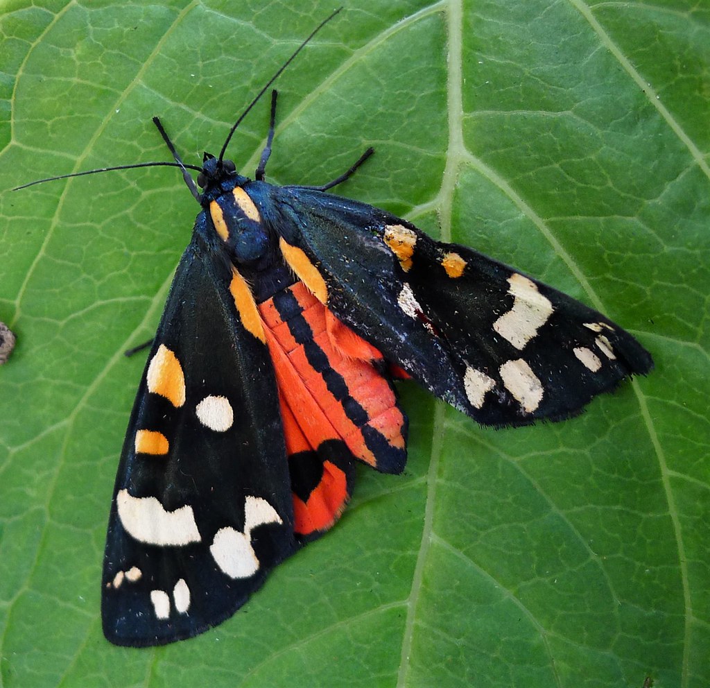 Different Moths, Different Strategies (image credits: flickr)