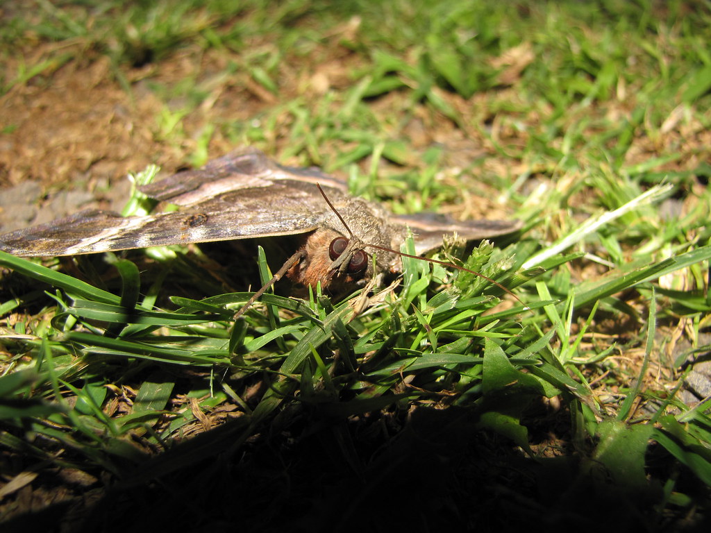 Conservation Implications (image credits: flickr)