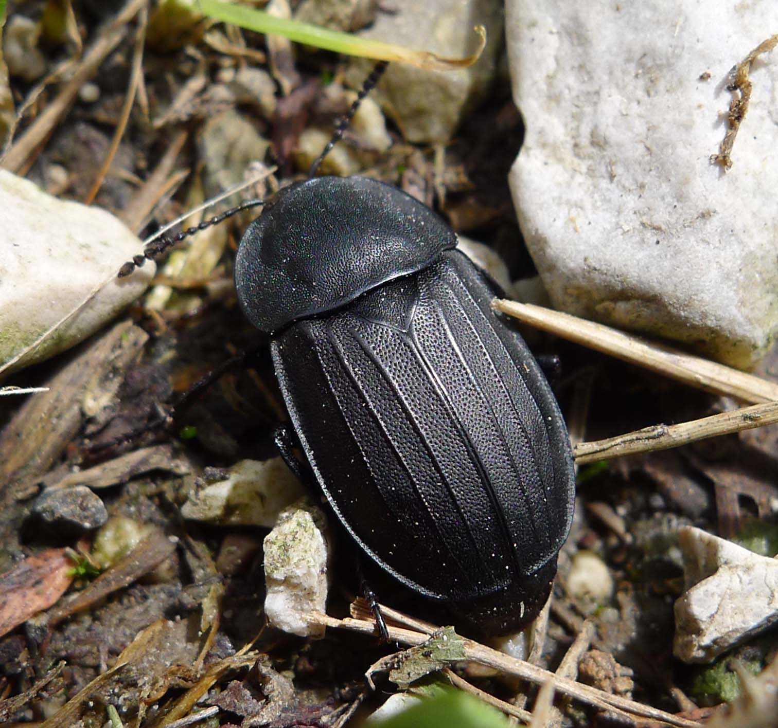 The Burial Brigade (image credits: Carrion Beetle . Silphidae, CC BY 2.0, https://commons.wikimedia.org/w/index.php?curid=37864268)