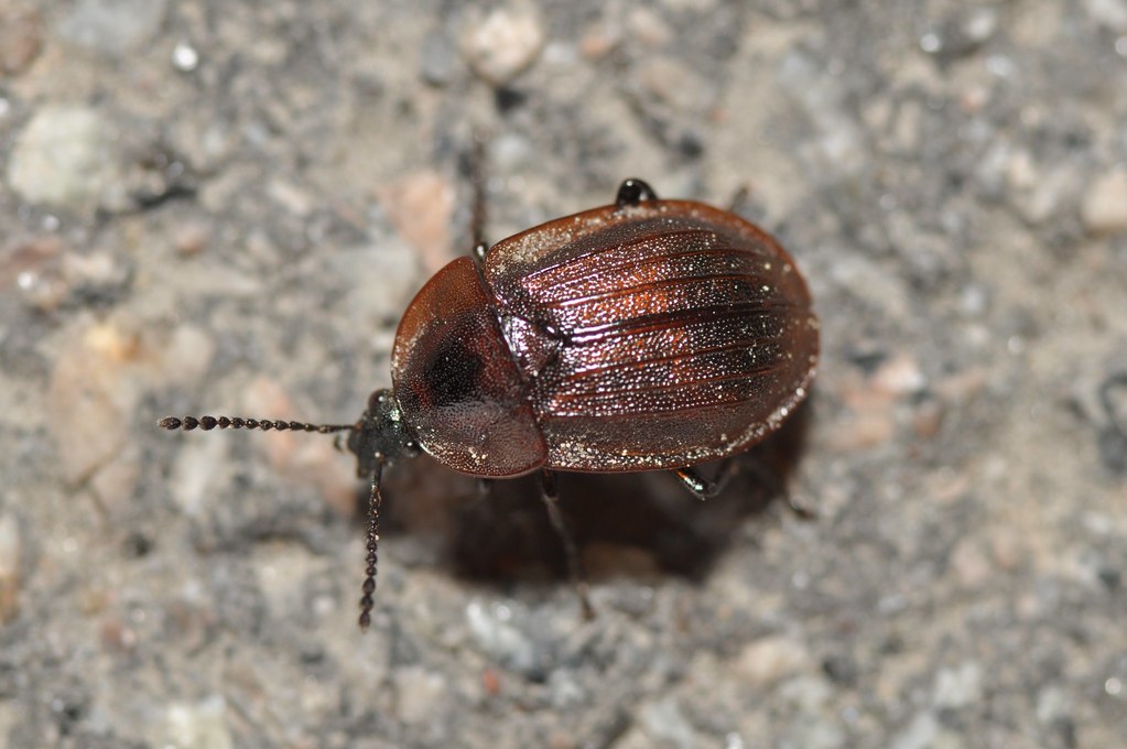 Forensic Detectives of the Natural World (image credits: flickr)